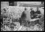 Corn shucking on Uncle Henry Garrett's place, Negro tenant of Mr. Fred Wilkins. White women don't go to Negro shucking to help with the cooking but whites are fed by Negro women just the same as at other shucking week previous at Mr. Fred Wilkins' home. Tally Ho, near Stem, Granville County, North Carolina