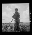 Negro sharecropper with twenty acres. He receives eight cents a day for hoeing cotton. Brazos riverbottoms, near Bryan, Texas. "Some of 'em don't get nothin'. They just make these niggers chop that cotton." Few leave the bottoms. "They ain't got nothin' to go on"