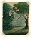 Thumbnail for Watercolors; John Gabriel Stedman: Journal, diaries, and other papers, 1772-1796