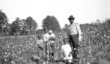 Albert Griffin with his children in a cotton field in Wilcox County, Alabama.