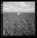 Migratory field workers picking cotton in the San Joaquin Valley, California. Negroes, Mexicans, and refugee whites pick cotton together in this field. These pickers are being paid seventy-five cents per one hundred pounds of picked cotton. Strikers, organizing under Congress of Industrial Organizations (CIO), are demanding one dollar