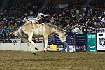 Thumbnail for Bareback riders such as this fellow at the Martin Luther King, Jr., African-American Heritage Rodeo, find that lying fairly flat rather than trying to stay upright gives them a longer chance of staying aboard a bucking bronco. The rodeo was one of the National Western Stock Show events in Denver, Colorado