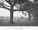 Rice fields from the Avenue of Live Oaks, Caledonia Plantation