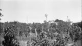 Argentina, view of orchard in Choele-Choel