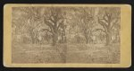 View on Walker's Plantation, Port Royal Island, S.C.