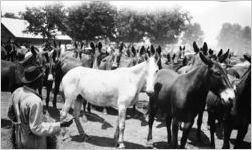 Refugee horses and mules
