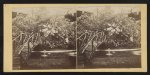 Thumbnail for Department of Horticulture, Sanitary Fair, Phila. [i.e. Philadelphia], 1864