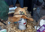 Hat saluting the Juke Joint Music Festival in a downtown window in Clarksdale, a prominent home to old-time blues music in the Mississippi (River) Delta region in Northwest Mississippi