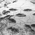 Mississippi River Flood