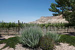 Vineyard in the agricultural town of Palisade, outside Grand Junction, Colorado