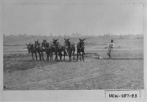 Photograph of mules working the land, Newton County, Georgia, 192