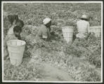 African-American women and children picking English peas, Lake City