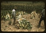 Cutting Burley tobacco and putting it on sticks to wilt before taking it into the curing and drying barn on the Russell Spears' farm, vicinity of Lexington, Ky.