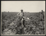 Men in cotton field