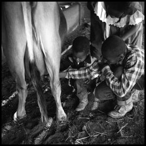 Children Milking a Cow