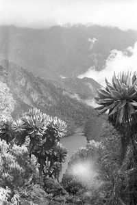 Montane grasslands with giant senecio and lobelia plants, Ruwenzori Mountains, Congo (Democratic Republic)