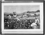 In a cotton field