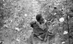 African American child with baby in cotton field: Image 2