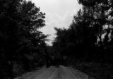 Edward Rudolph leading marchers down an unpaved road in Prattville, Alabama, during a demonstration sponsored by the Autauga County Improvement Association.