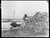 Pulling oyster shells off pile for grinding