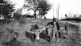 Honet, an African American man, with his oxen team on a dirt road in Wilcox County, Alabama.