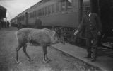 Passenger rail car employee feeding reindeer next to train tracks, possibly Anchorage, circa 1930-1936