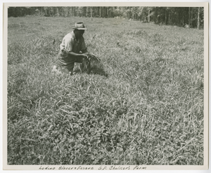 Photograph of an agricultural worker kneeling in a field of Ladino Clover and Fescue on the farm of G.F. Chalker, Columbia County, Georgia, 1952-1957?