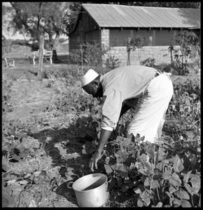 Oliver Jacobs Picking Beans