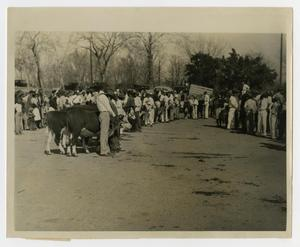 Beef Calves at Food and Livestock Show