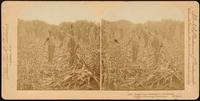 Sugar Cane Plantation, Louisiana. Zucker Pflanzung, Louisiana, (U.S.A.).