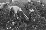 People picking cotton in the field of Mrs. Minnie B. Guice near Mount Meigs in Montgomery County, Alabama.