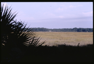 Arthur Peter Dilbert