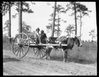 Oxcart on Lady's Island--Atkins children