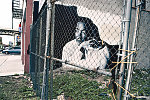 MLK Jr. mural commissioned by the Tabernacle of Deliverance for All People and painted by Estos, Frederick Douglass at West 154th Street, Harlem, 2009