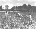 Cotton near Lexington, Tennessee (Wildersville) Field workers picking cotton.