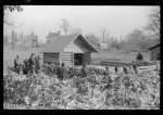 [Untitled photo, possibly related to: Corn shucking on Uncle Henry Garrett's place, Negro tenant of Mr. Fred Wilkins. White women don't go to Negro shucking to help with the cooking but whites are fed by Negro women just the same as at other shucking week previous at Mr. Fred Wilkins' home. Tally Ho, near Stem, Granville County, North Carolina]