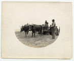 Oxen and handler