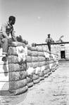 Two African American boys on top of large bales of cotton