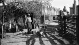 Argentina, cook preparing freshly killed sheep near corral at Estancia Jones