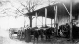 Miss Jones, probably a teacher at Calhoun Colored School in Lowndes County, Alabama, standing beside a pair of cattle pulling a wagon.