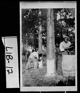 Photograph of men dipping gum, Hinesville, Liberty County, Georgia, 193