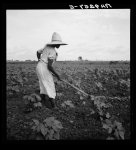 Alabama Negro working in field near Eutaw, Alabama