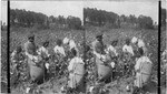 Thumbnail for Picking cotton in groups (colored children) to stimulate competition in picking. Georgia