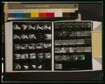 [Two contact sheets showing young adults acting in a medical farce and in a song and dance production, and African American and other children playing around and climbing on street sign at the corner of Cowell and Pride streets, Pittsburgh, Pennsylvania]