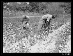 Negro tenants picking cotton on Highway 15 about seven miles south of Chapel Hill. Chatham County, North Carolina