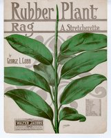 Rubber plant rag