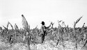 Moses Fitzgerald corn field. Tripled his yield by demonstration methods