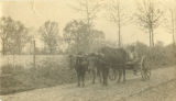 Tom Riley with his oxen team on a dirt road in Wilcox County, Alabama.