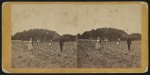 Cotton field, Retreat Plantation, Port Royal Island, S.C.