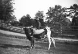 African American boy riding a cow in rural Wilcox County, Alabama.